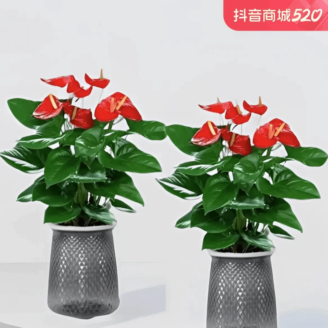 每盆3-5花红掌盆栽四季开花室内水培植物花卉绿植客厅