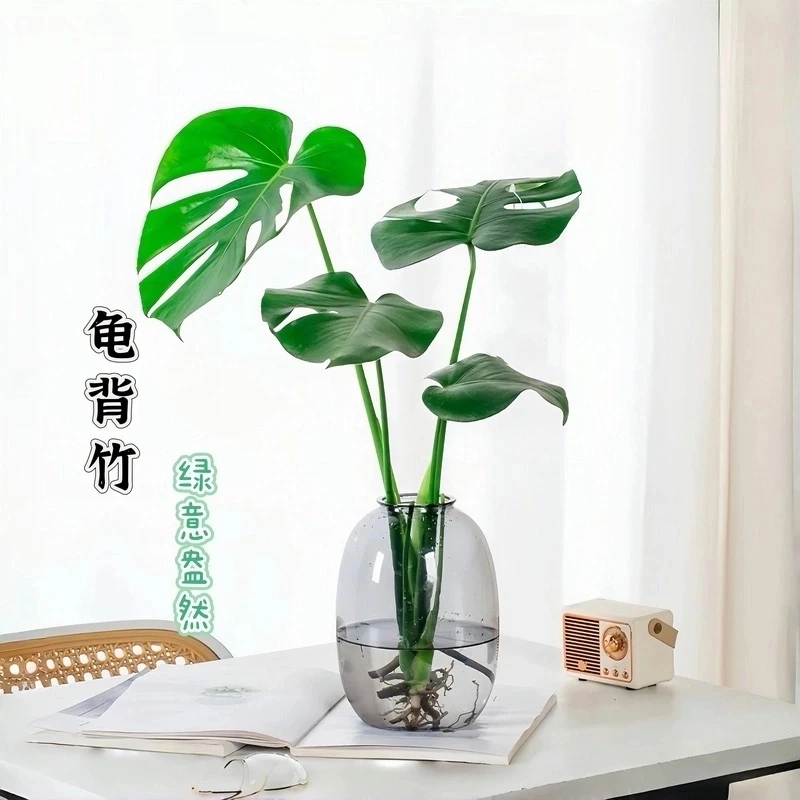 植物水培龟背竹基地室内绿植盆栽观叶花卉四季好养护花卉绿植盆栽