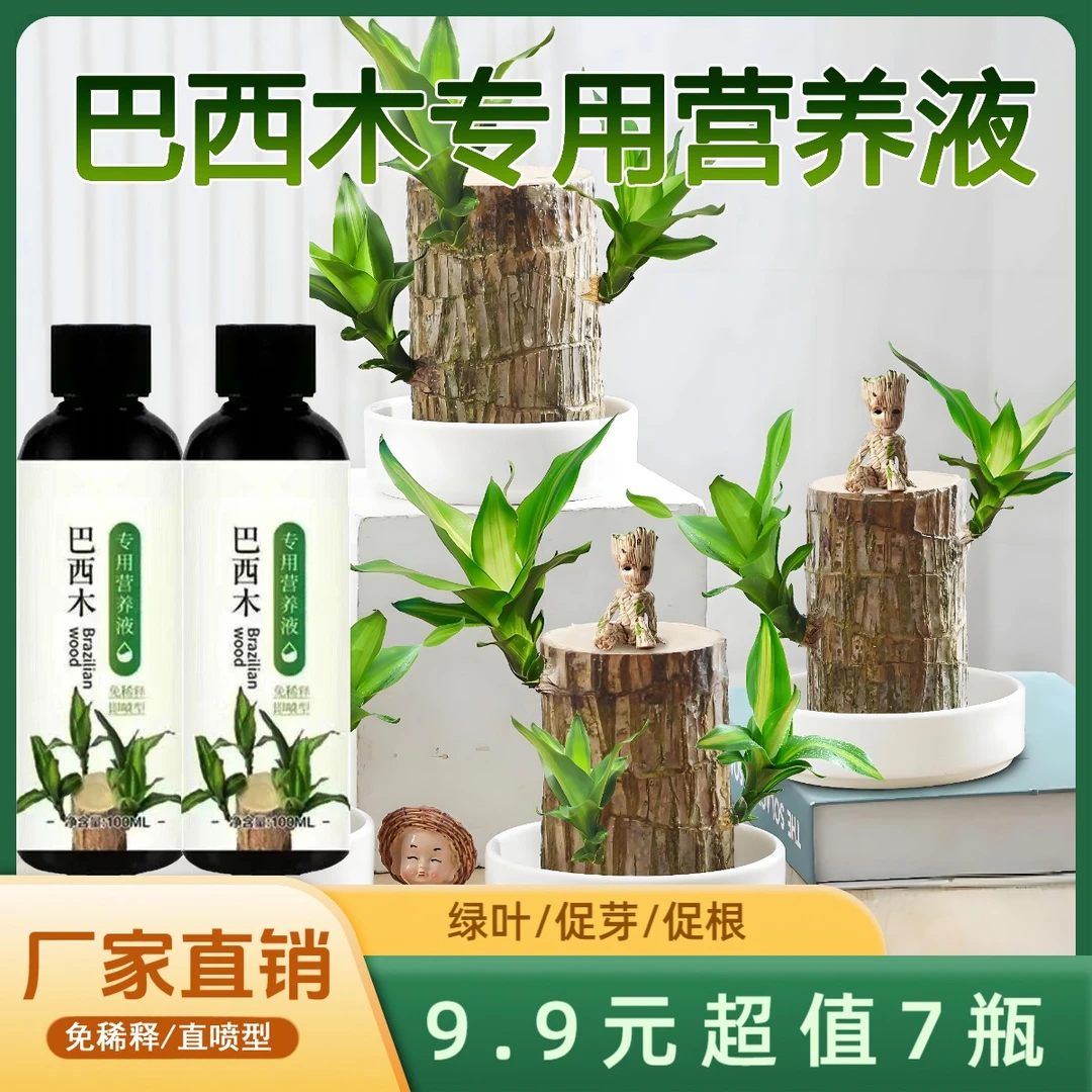 巴西木专用营养液肥料幸运木水培通用促爆芽改善黄叶