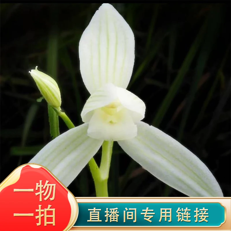第三铺  一物一拍粉丝专享各种花类尺寸大小滋补天然西洋参栽种