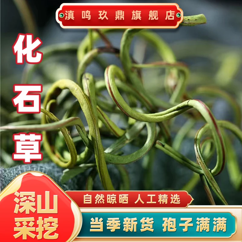 化石草 正宗云南天然石苇精选自然金钱草泡水喝