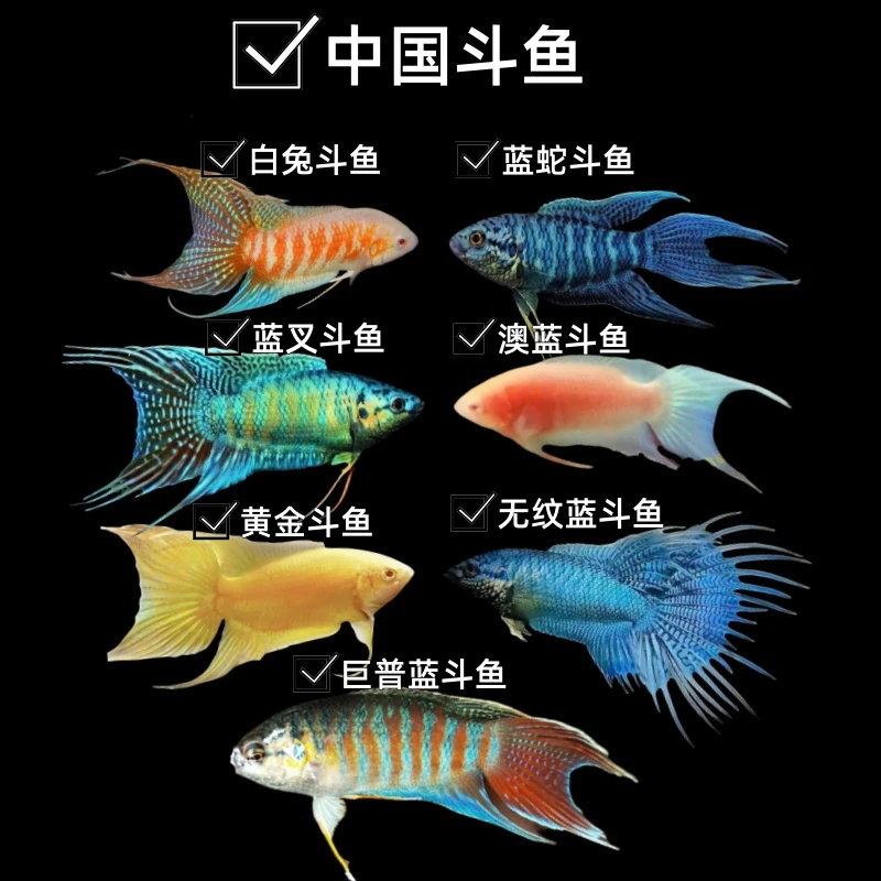 【直播选鱼】中国斗鱼合集混搭无纹蓝蓝蛇黄金白兔斗鱼免打氧澳蓝斗