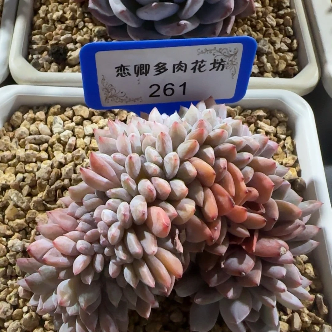 261橙子缀化老庄