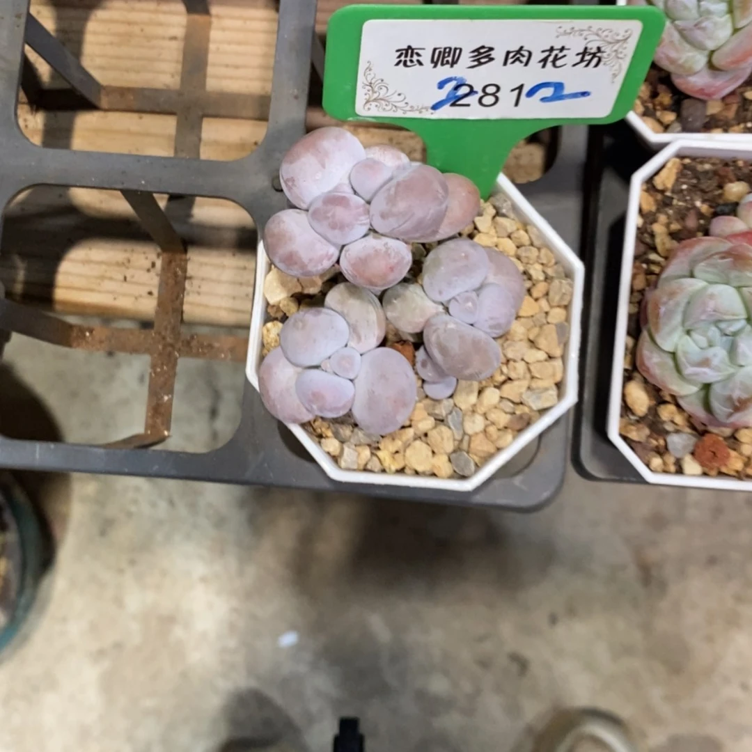 【闪购商品】朱281奶酪小老庄多头