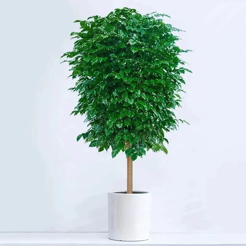 【独杆棒棒糖】大型幸福树北欧网红大绿植绿宝室内好养适合新手真花