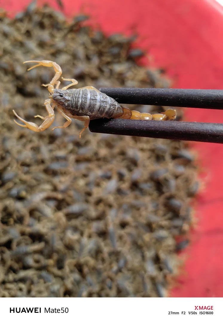 蝎子十足全蝎新鲜冷冻