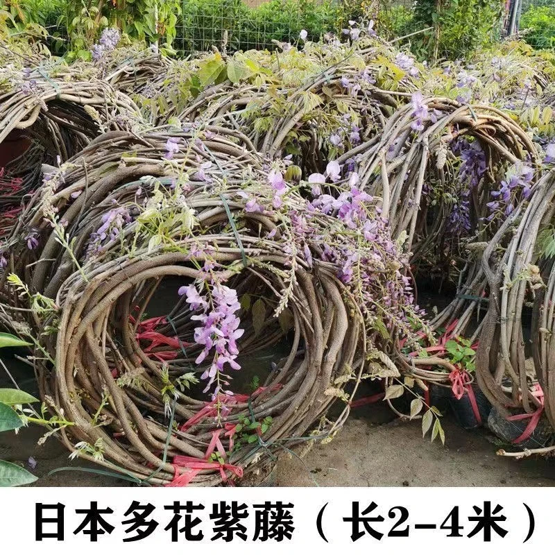 长藤苗原土发货日本紫藤花苗盆栽地栽爬藤植物庭院阳台围墙装饰