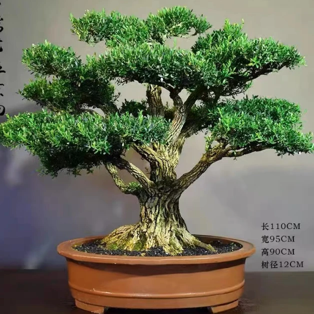 黄杨盆景鲜花绿植