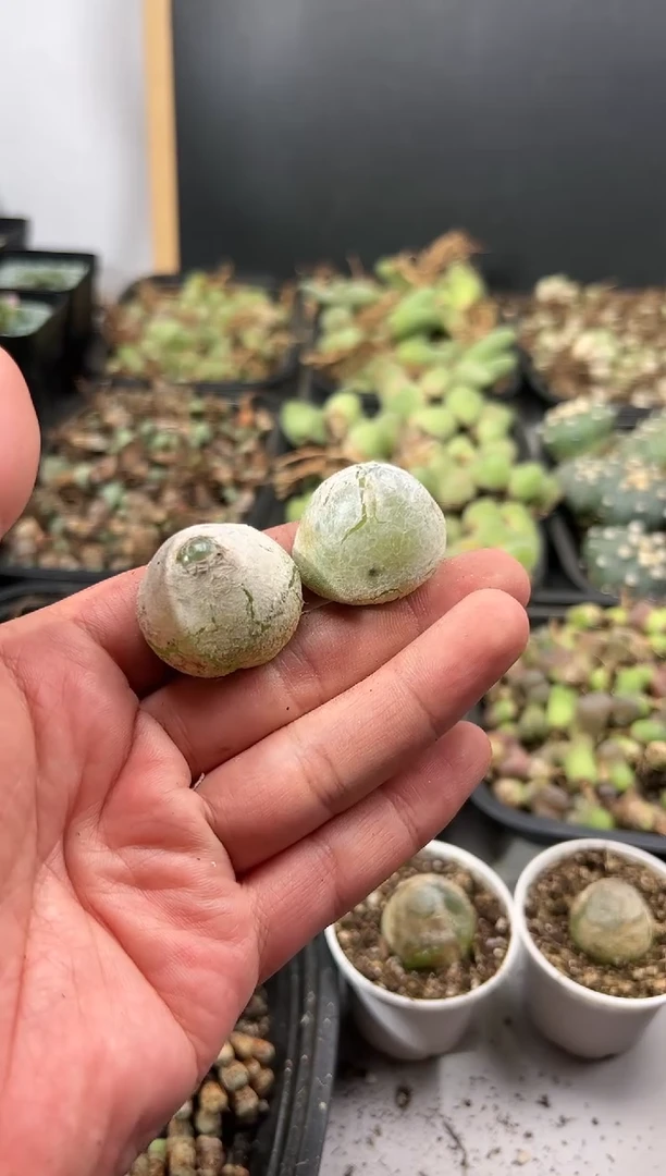 【闪购商品】---710