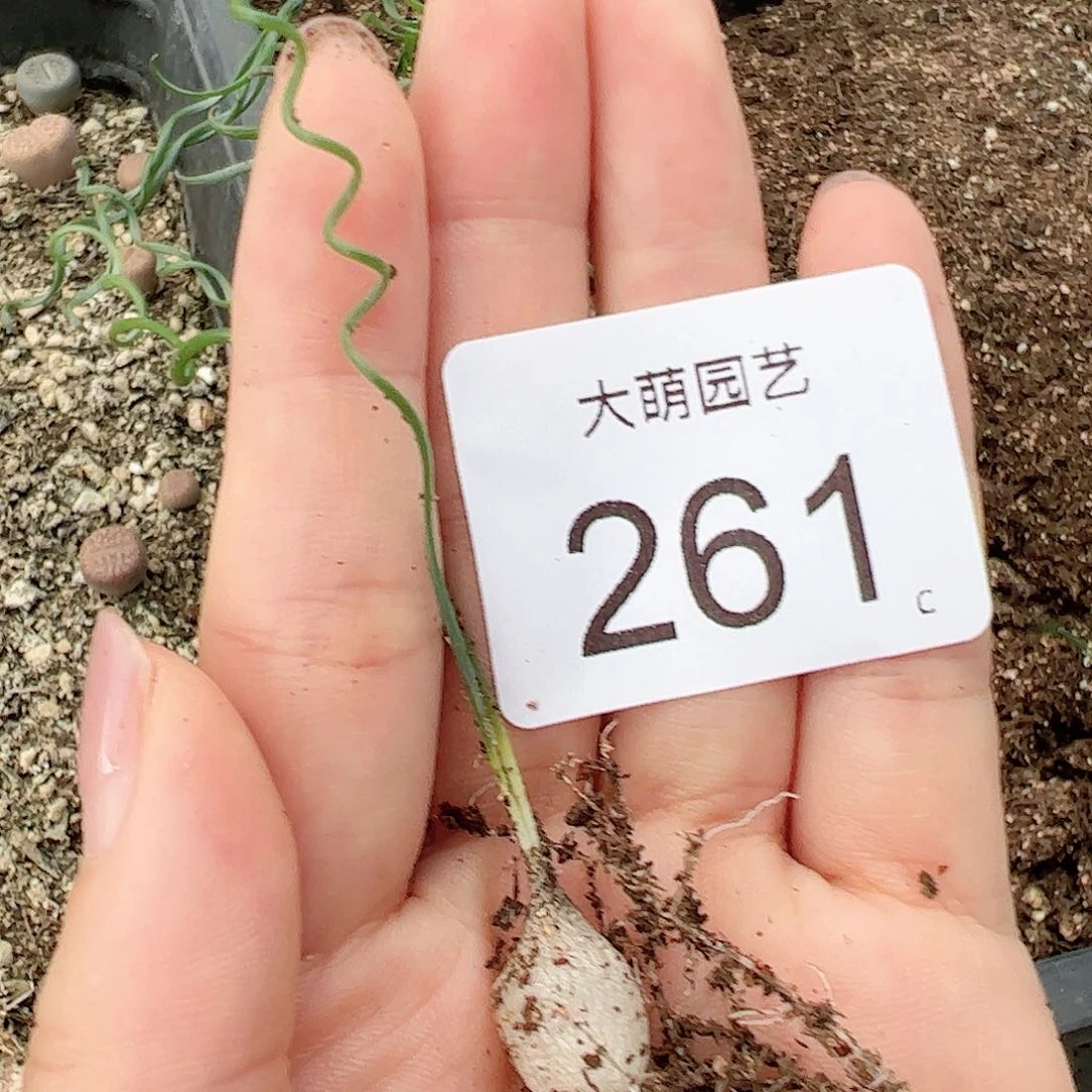 0000261量拍钢丝弹簧草1颗