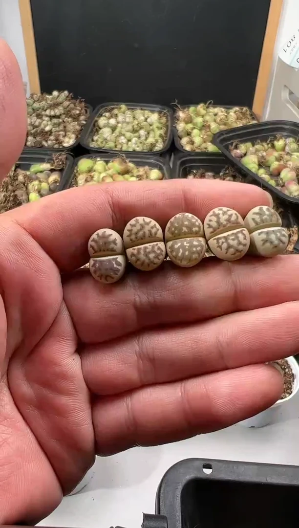 【闪购商品】量拍丽红5颗