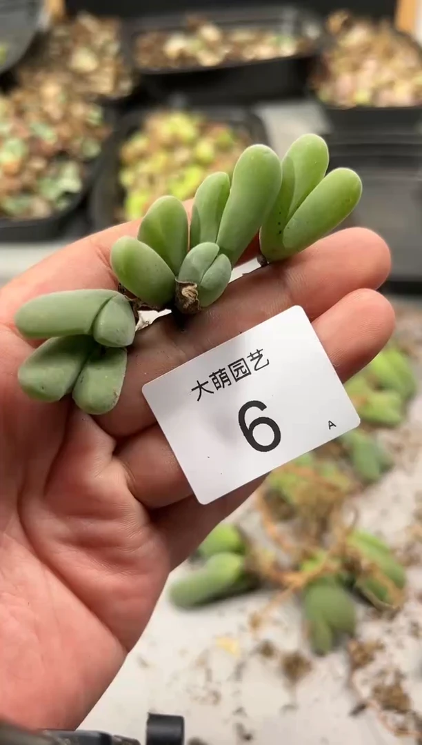 【闪购商品】------6