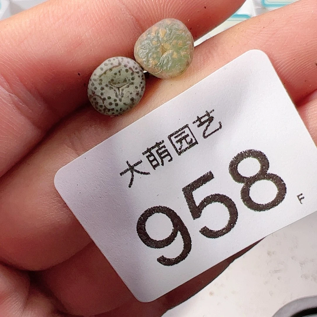 0000958 肉锥一物一拍，