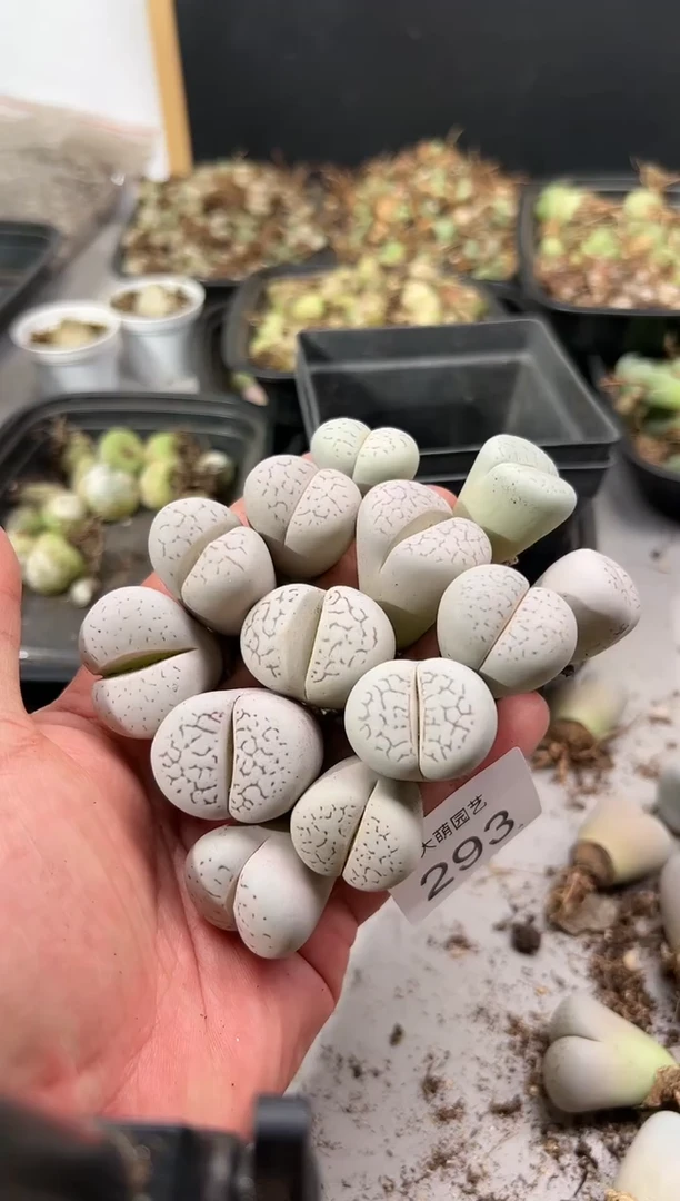 【闪购商品】----293腿长