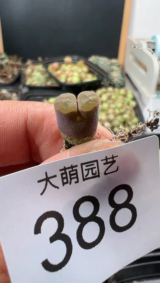 【闪购商品】---388