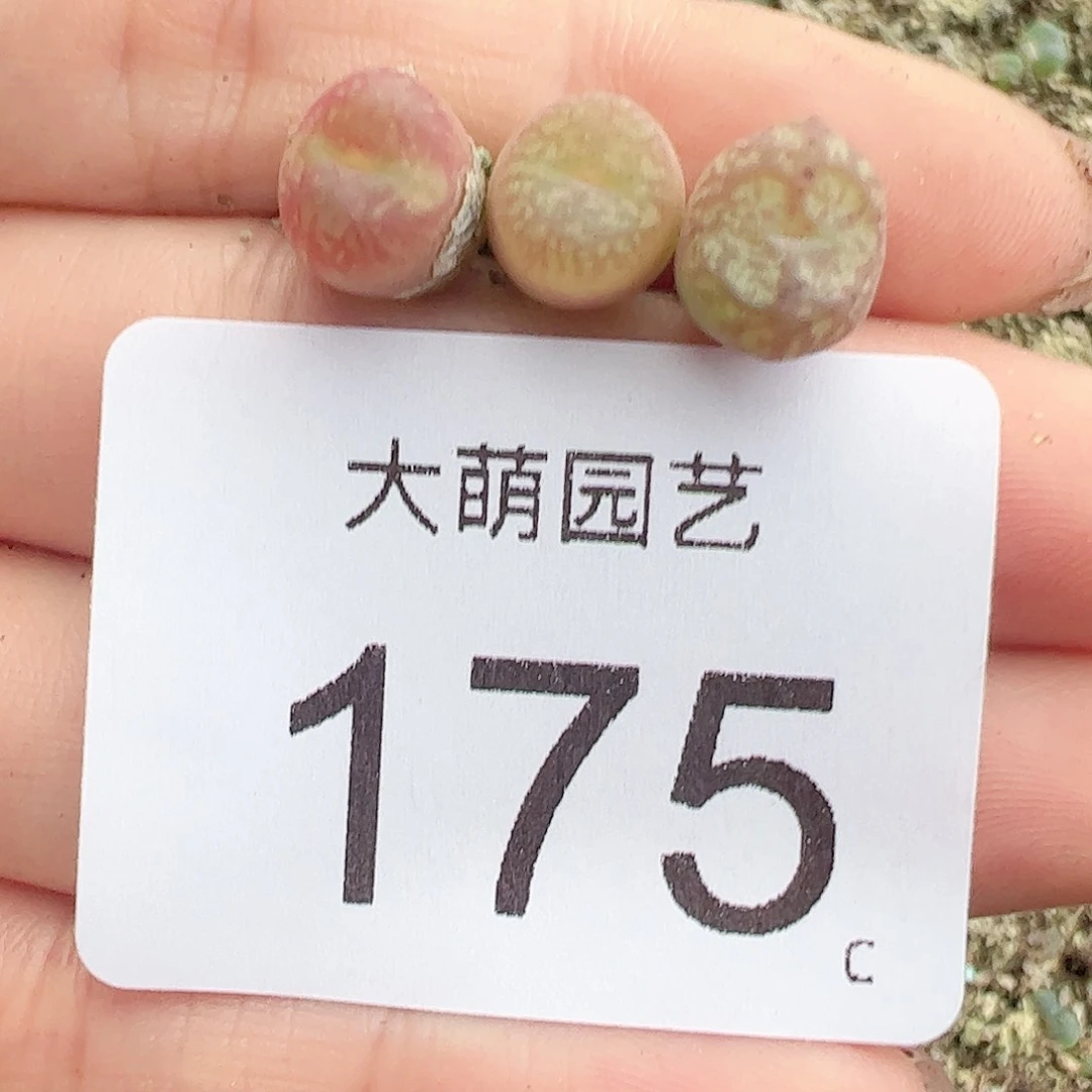 0000175量拍以下1颗