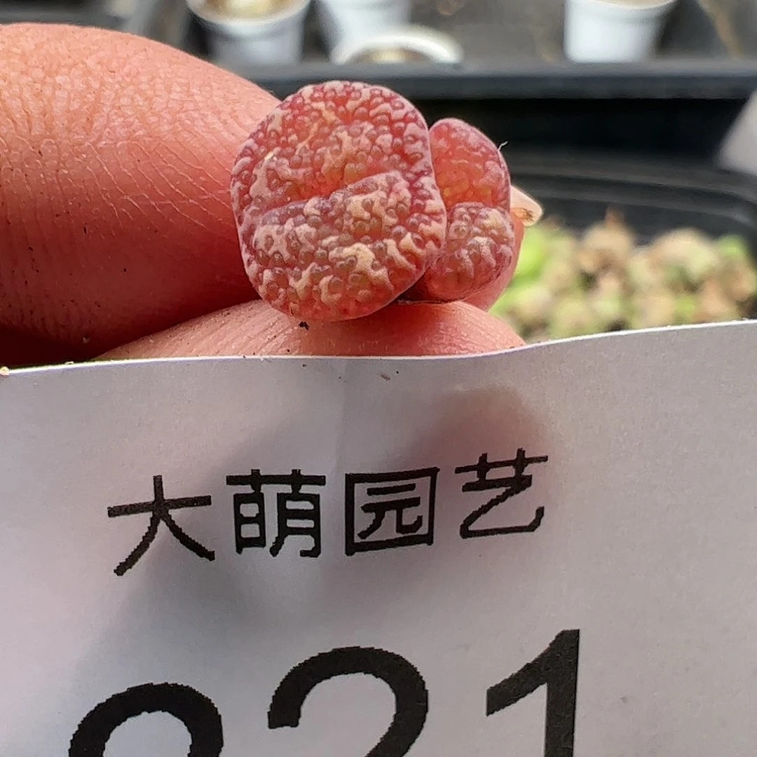 0000821 肉锥生石花一物一拍