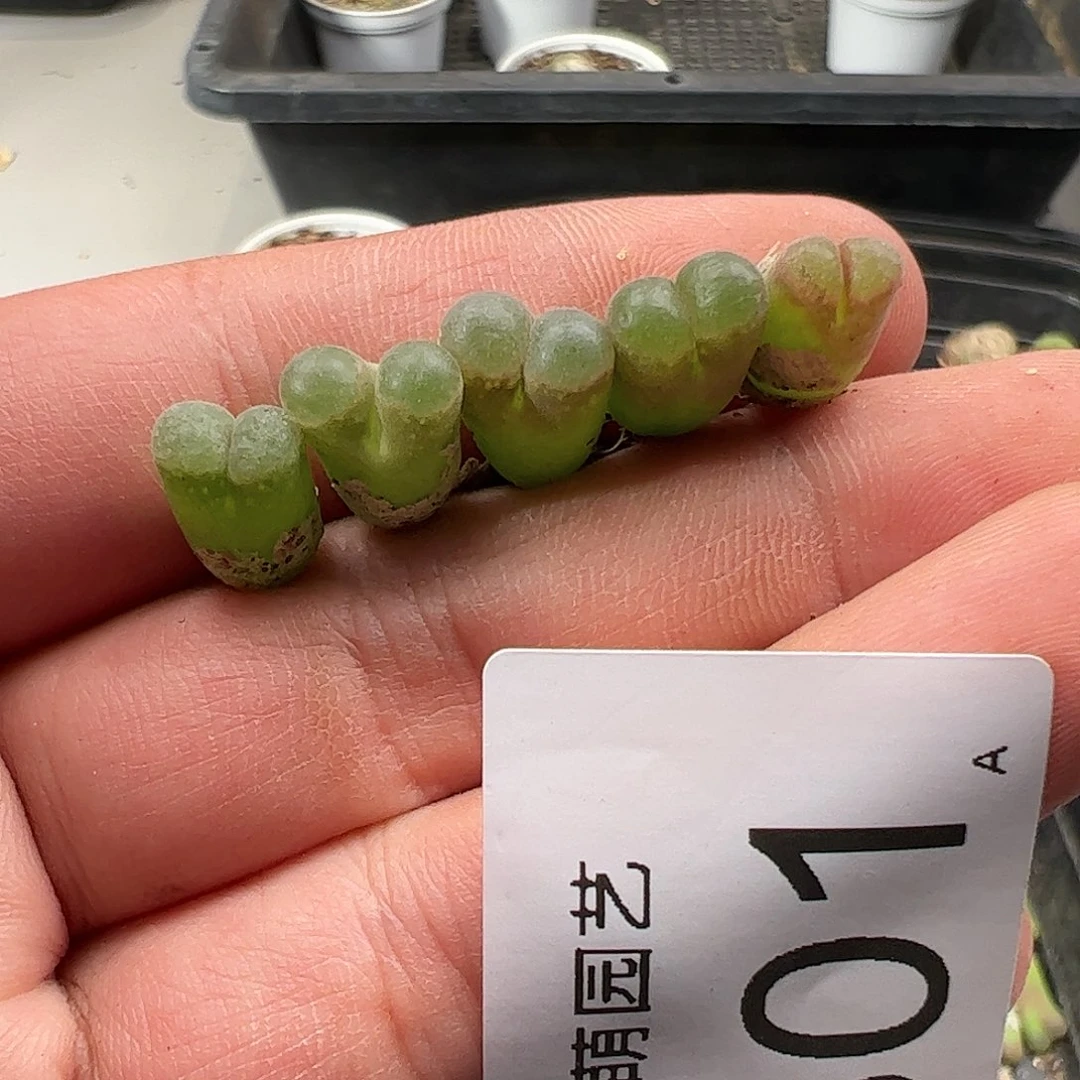 0000801 肉锥生石花一物一拍