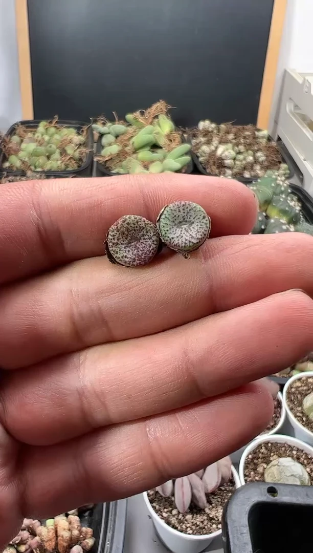 【闪购商品】量拍紫密纹安贞2颗一组