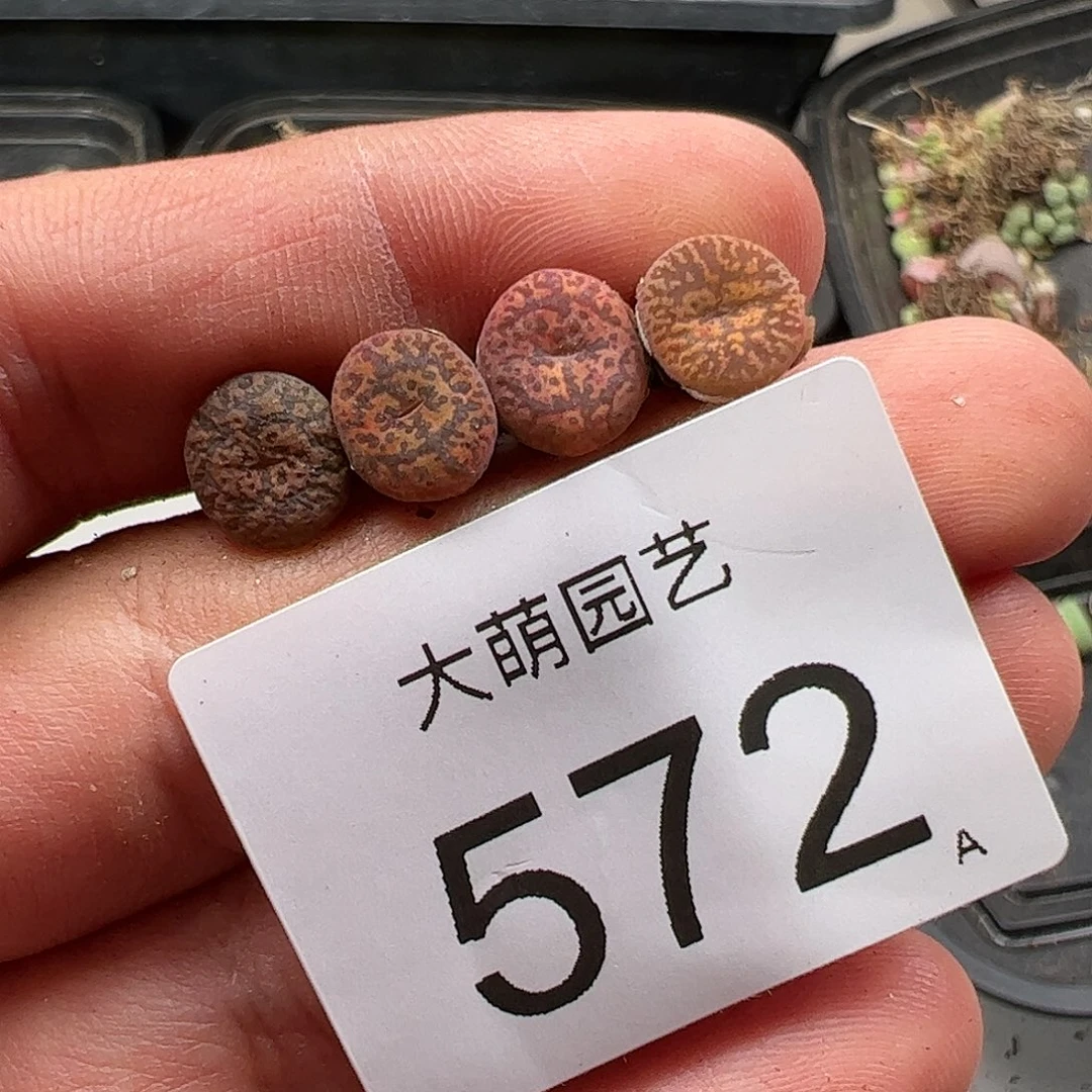 0000572 肉锥生石花一物一拍