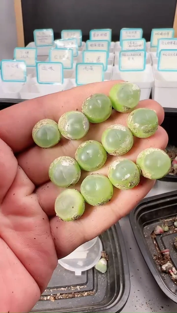 【闪购商品】-----499以下2颗默认微瑕