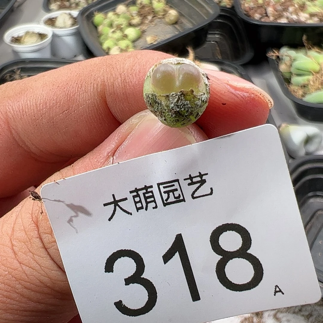 0000318 肉锥生石花一物一拍