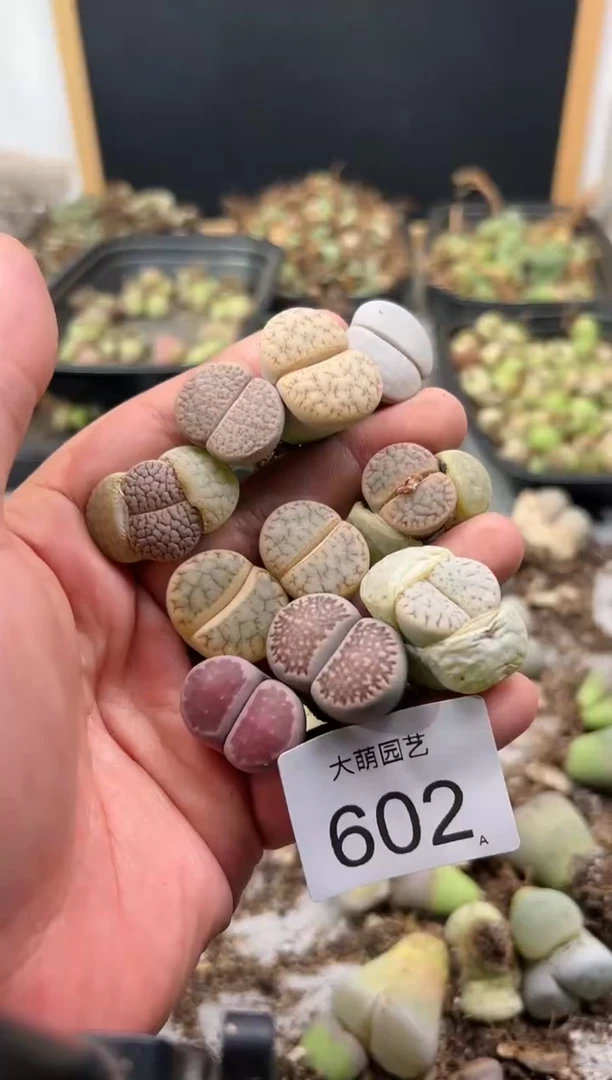 【闪购商品】-----602