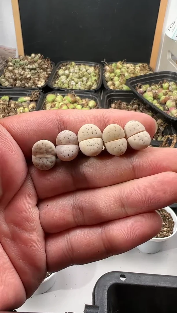 【闪购商品】量拍留蝶5颗