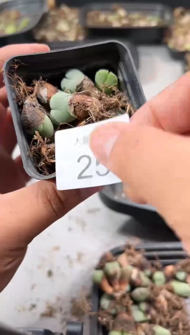 【闪购商品】----25