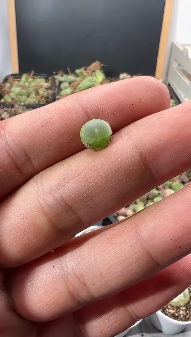【闪购商品】量拍拉登1颗   尺寸0.6