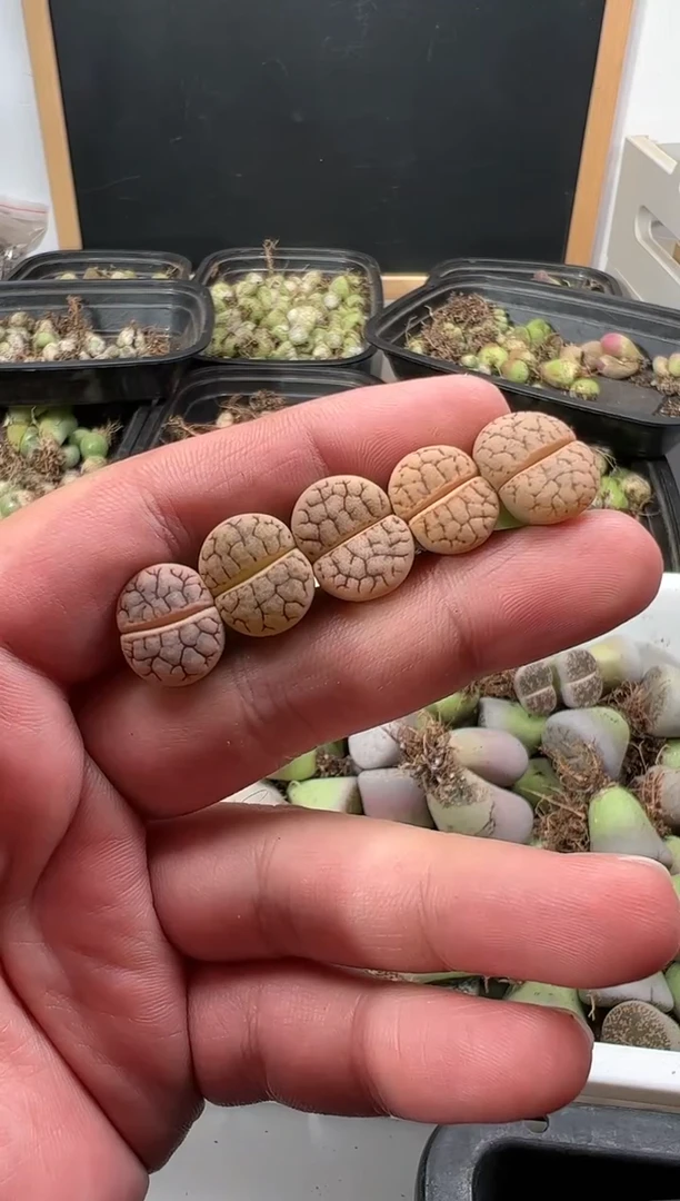 【闪购商品】量拍383舞岚玉5颗