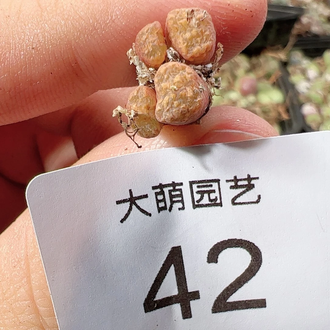 000042 肉锥一物一拍……