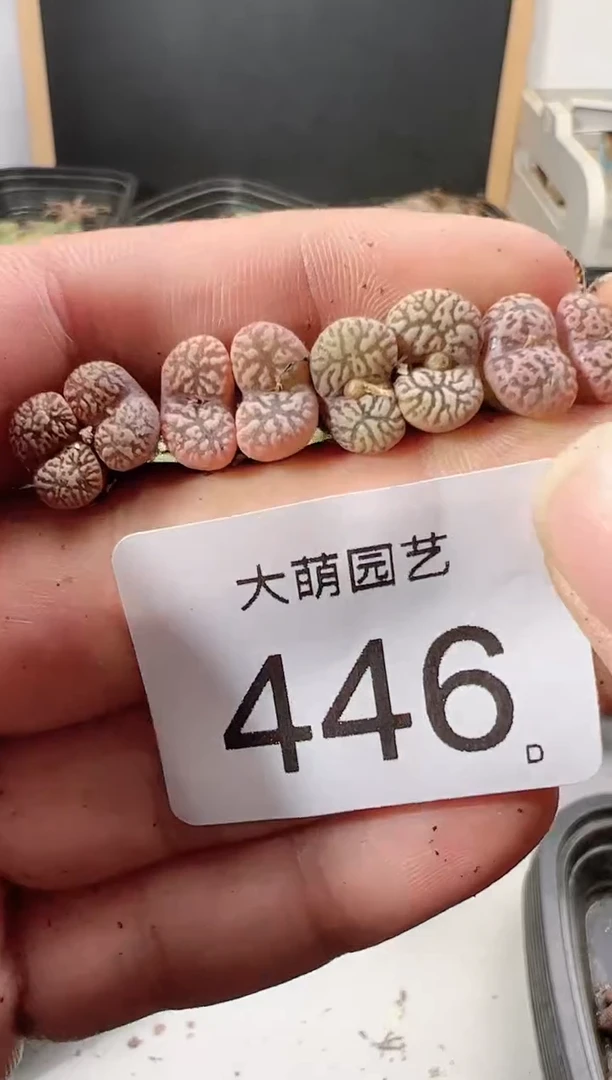 【闪购商品】----446