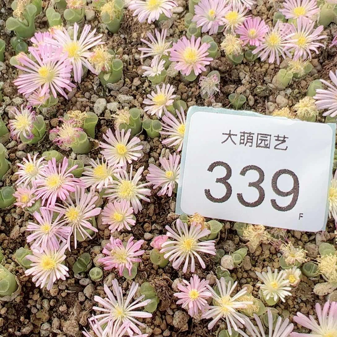 0000339量拍SB805佛肚风铃1颗