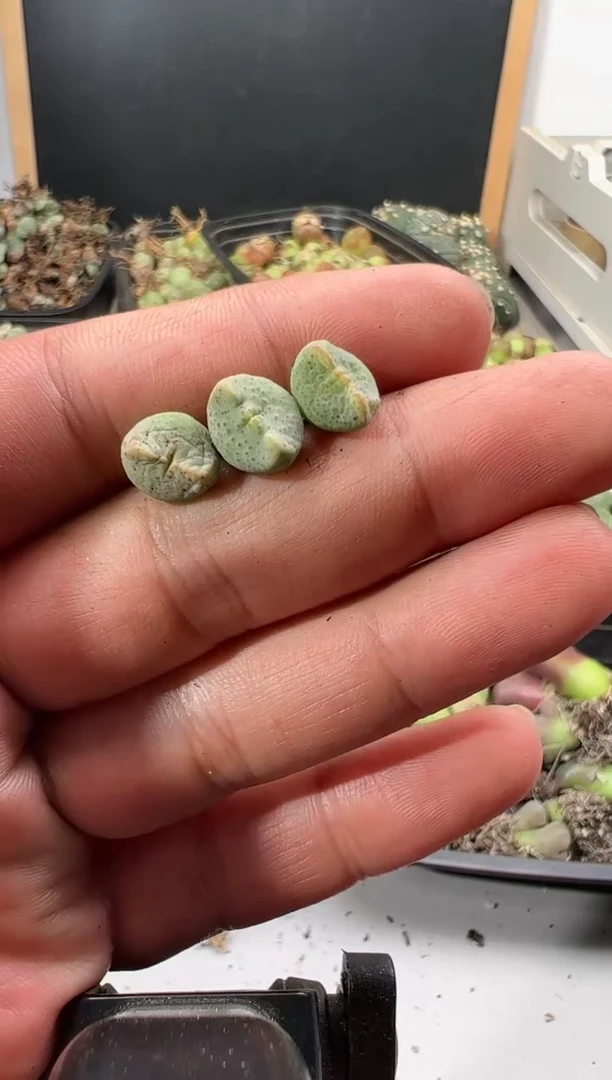 【闪购商品】量拍紫式部3颗一组