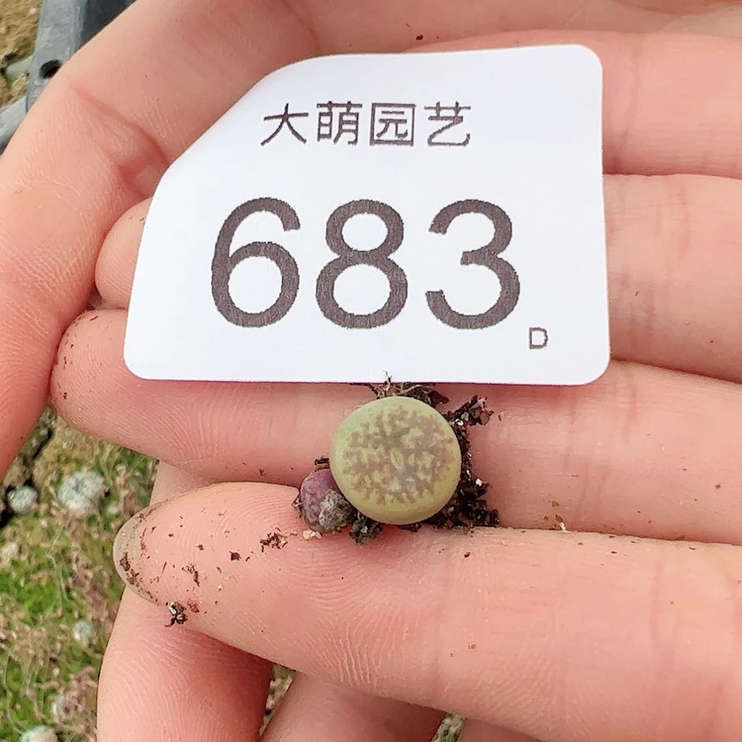 0000683 一物一拍……