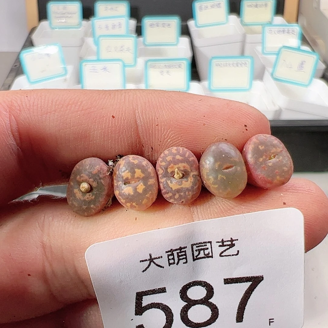 0000587 肉锥一物一拍……