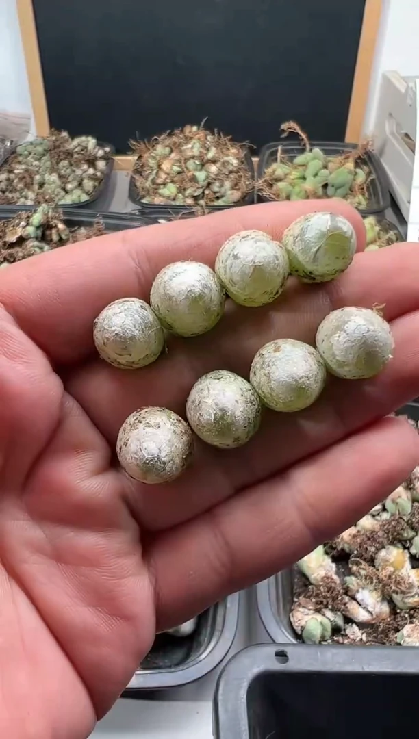 【闪购商品】量拍灯泡8颗尺寸1.2上下