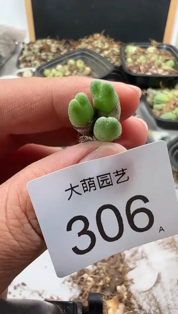 【闪购商品】----306