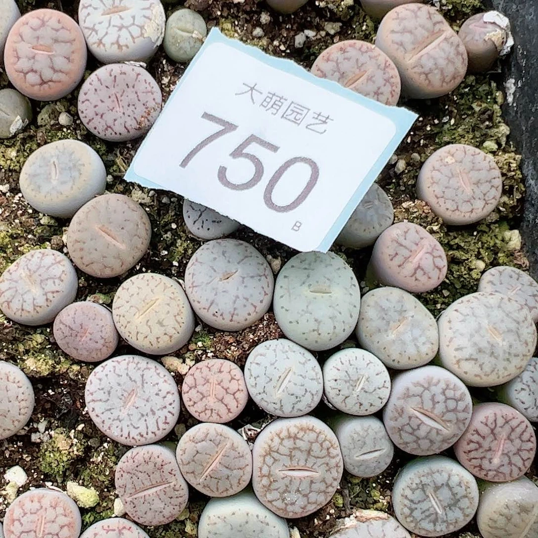 0000750量拍曲玉混合10颗