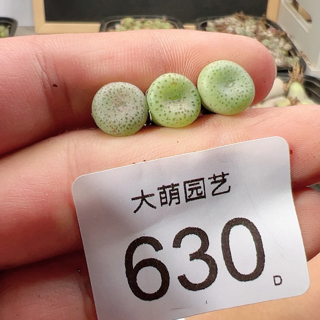 0000630量拍以下1颗