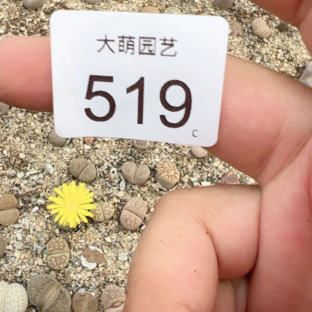 0000519 清框脱土发无售后