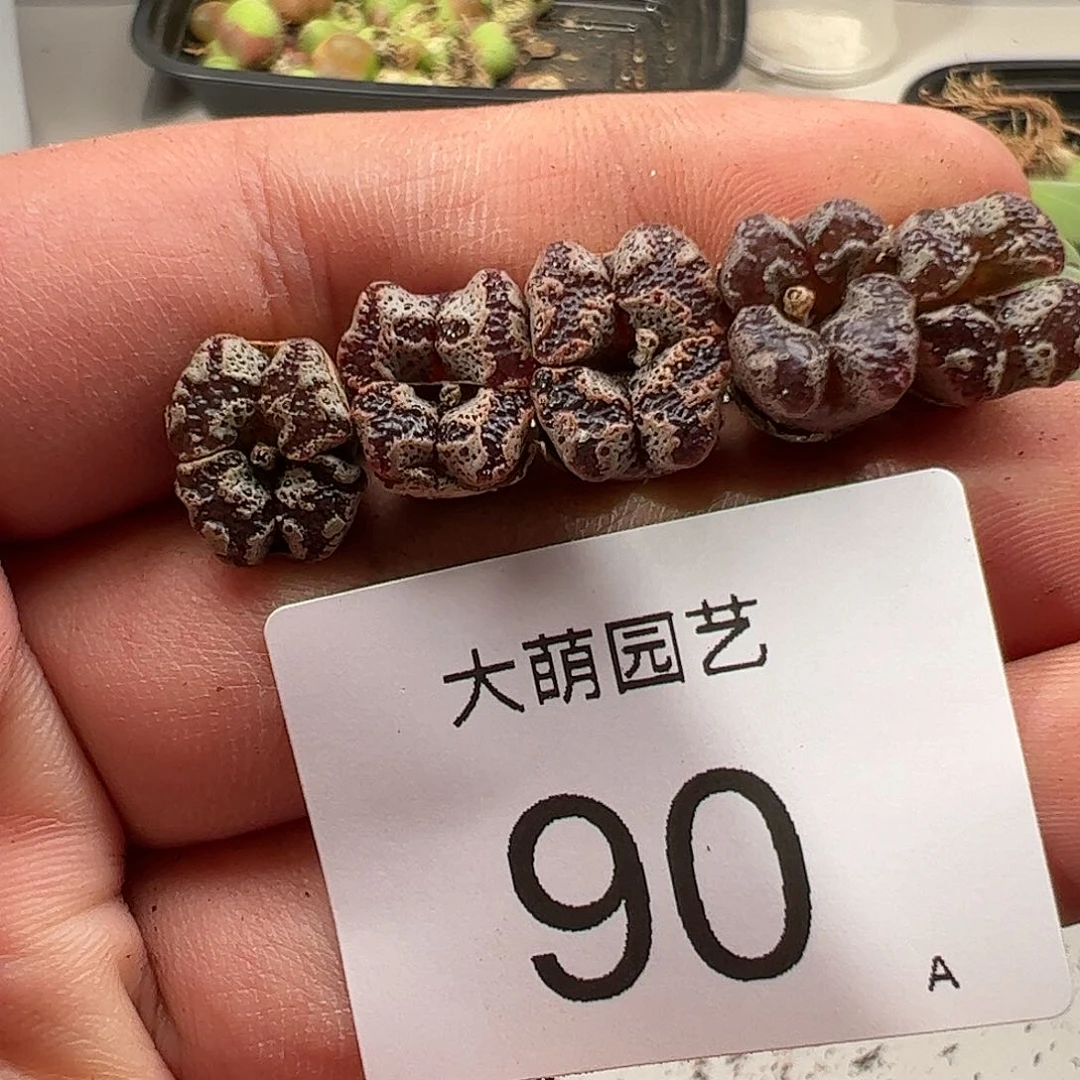 000090 肉锥生石花一物一拍