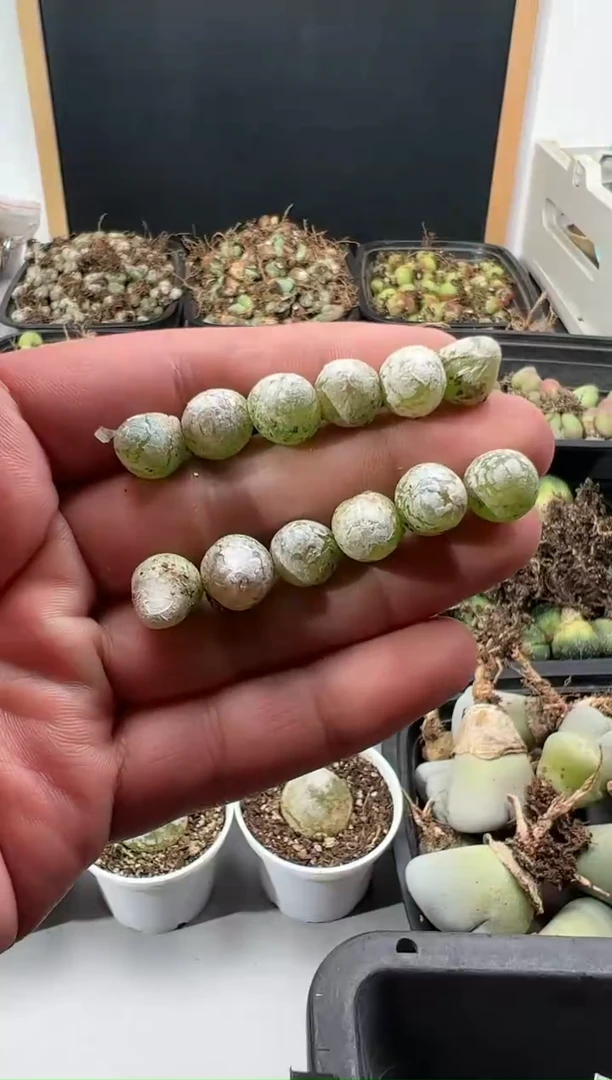 【闪购商品】量拍灯泡12颗尺寸1.0上下