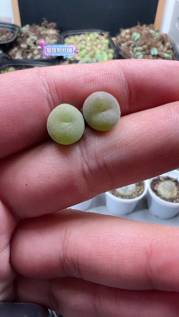 【闪购商品】量拍空卡2颗