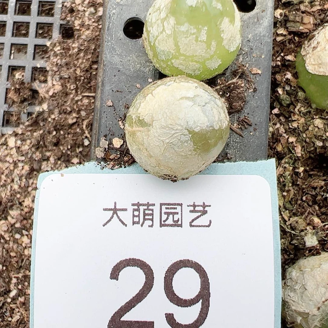 000029量拍灯泡2颗尺寸1.5上下