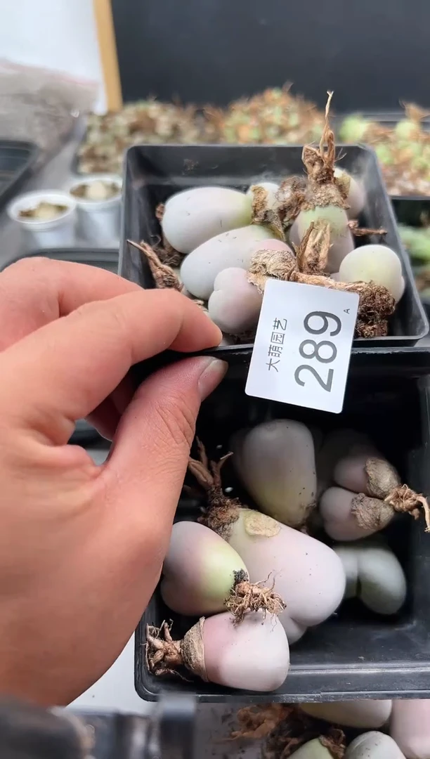 【闪购商品】----289