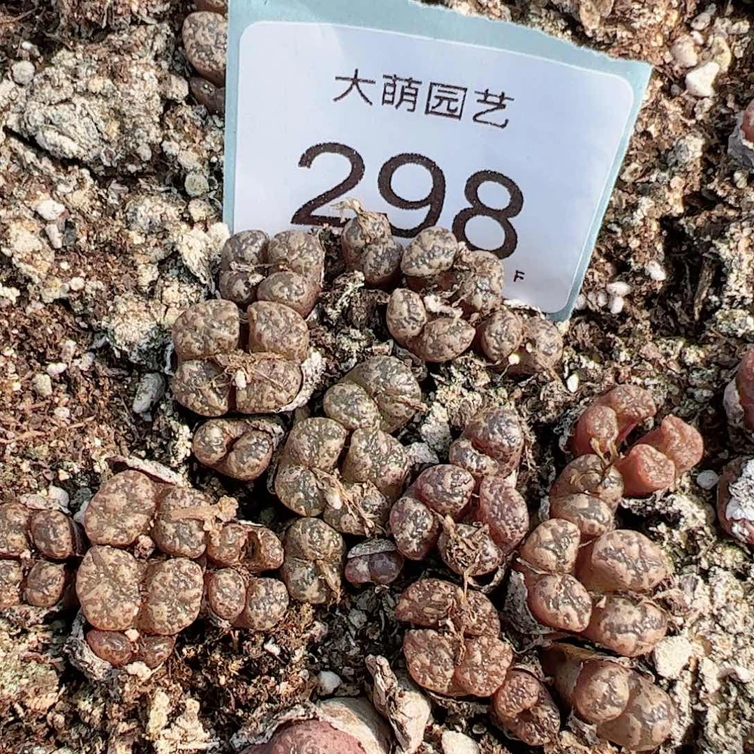 0000298量拍勋章混合5颗全部发双头