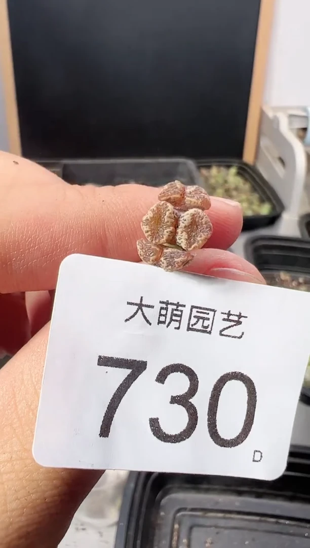 【闪购商品】----730