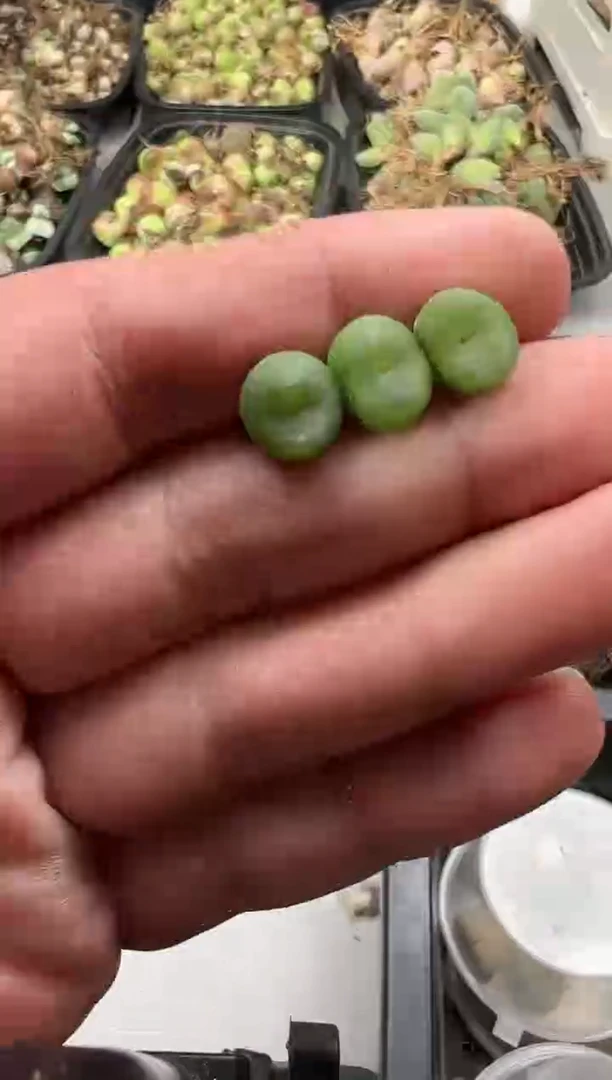 【闪购商品】量拍水晶鞋3颗